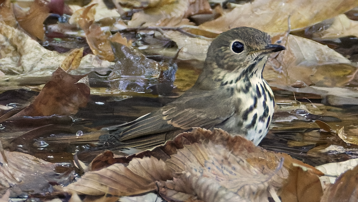 Hermit Thrush - ML625554141