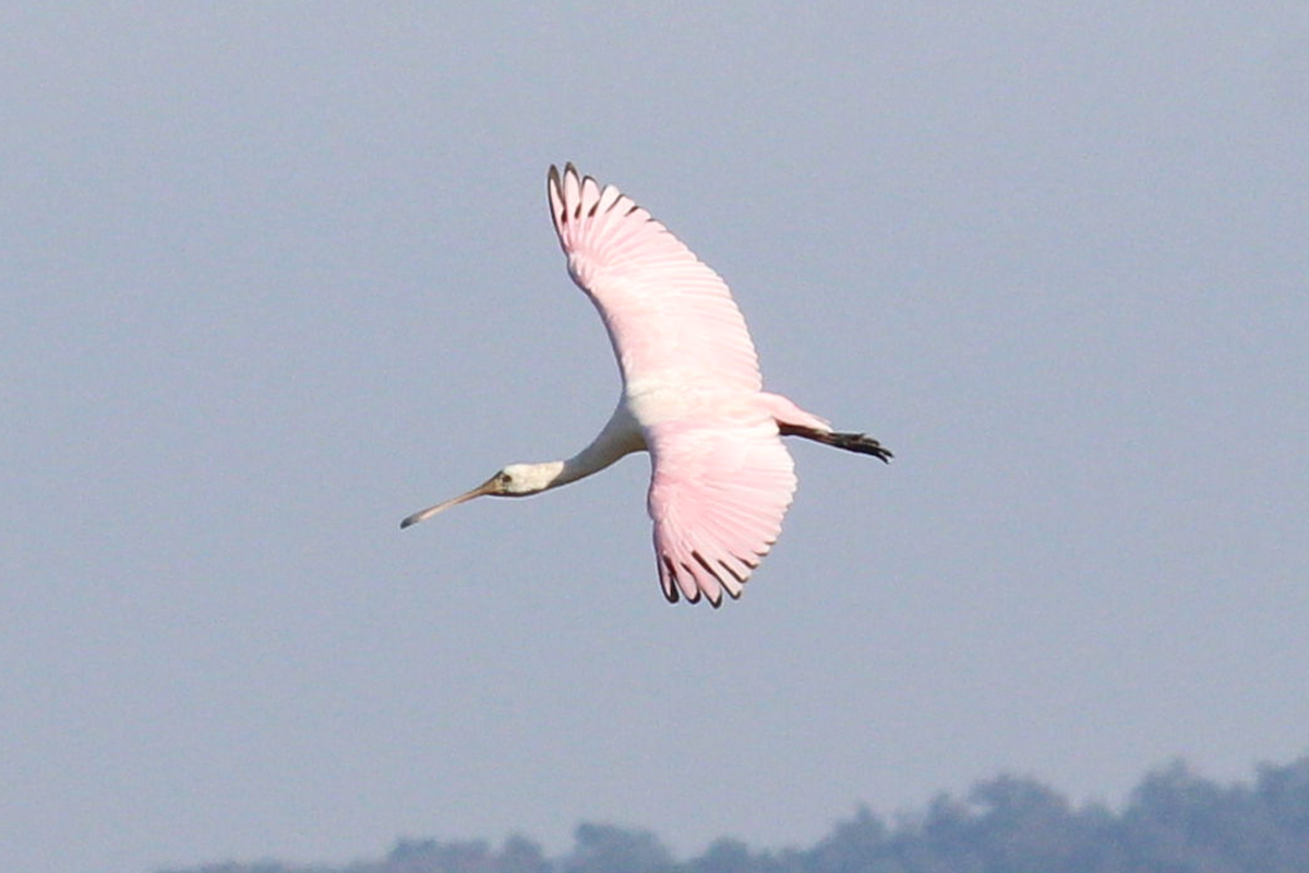 Roseate Spoonbill - ML625554152