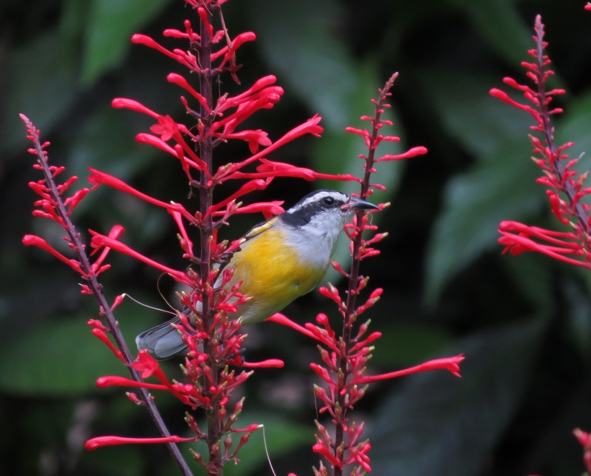 Bananaquit - ML625554202