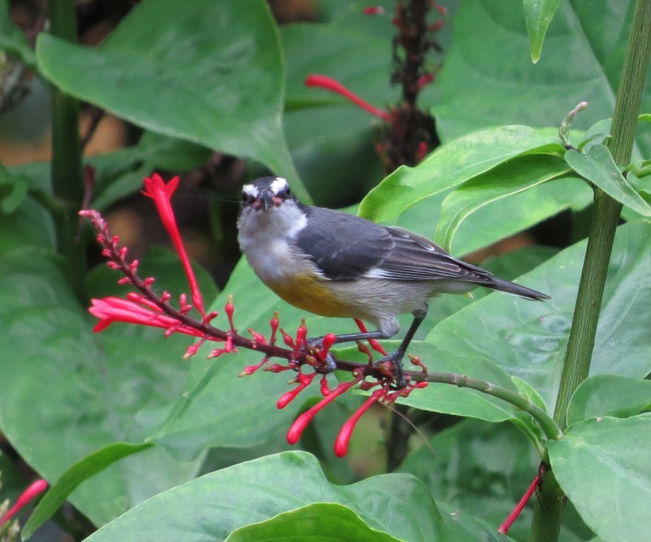 Bananaquit - ML625554211