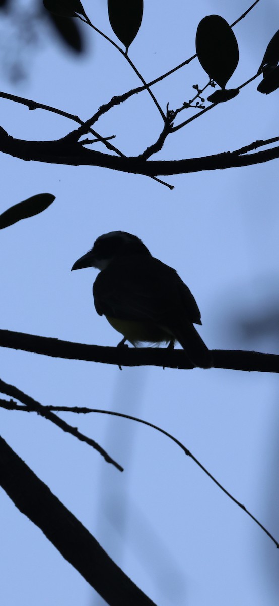 Boat-billed Flycatcher - ML625554275