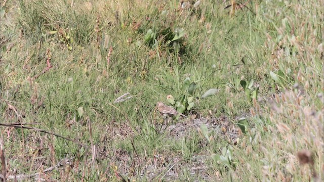 Pipit de Sprague - ML625554312
