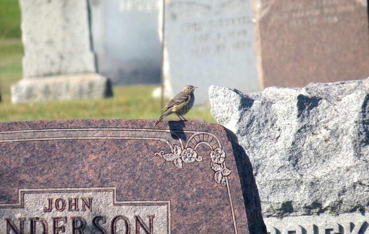 Sage Thrasher - Brandon Lentz