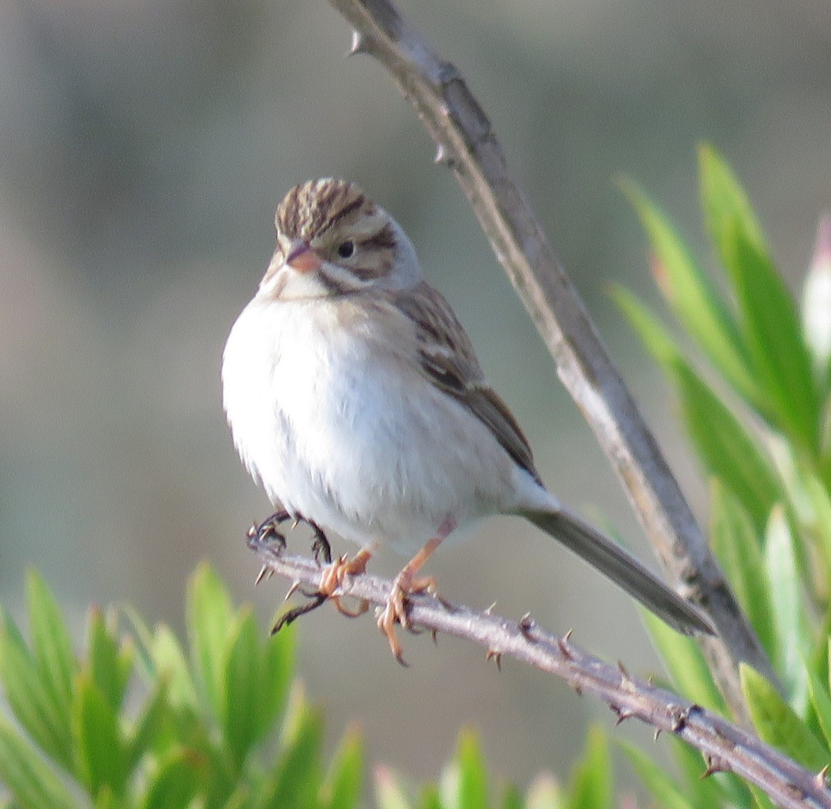 Clay-colored Sparrow - ML625554328