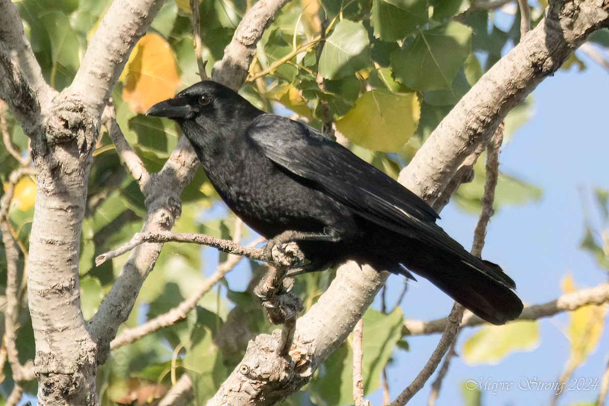 American Crow - Mayve Strong