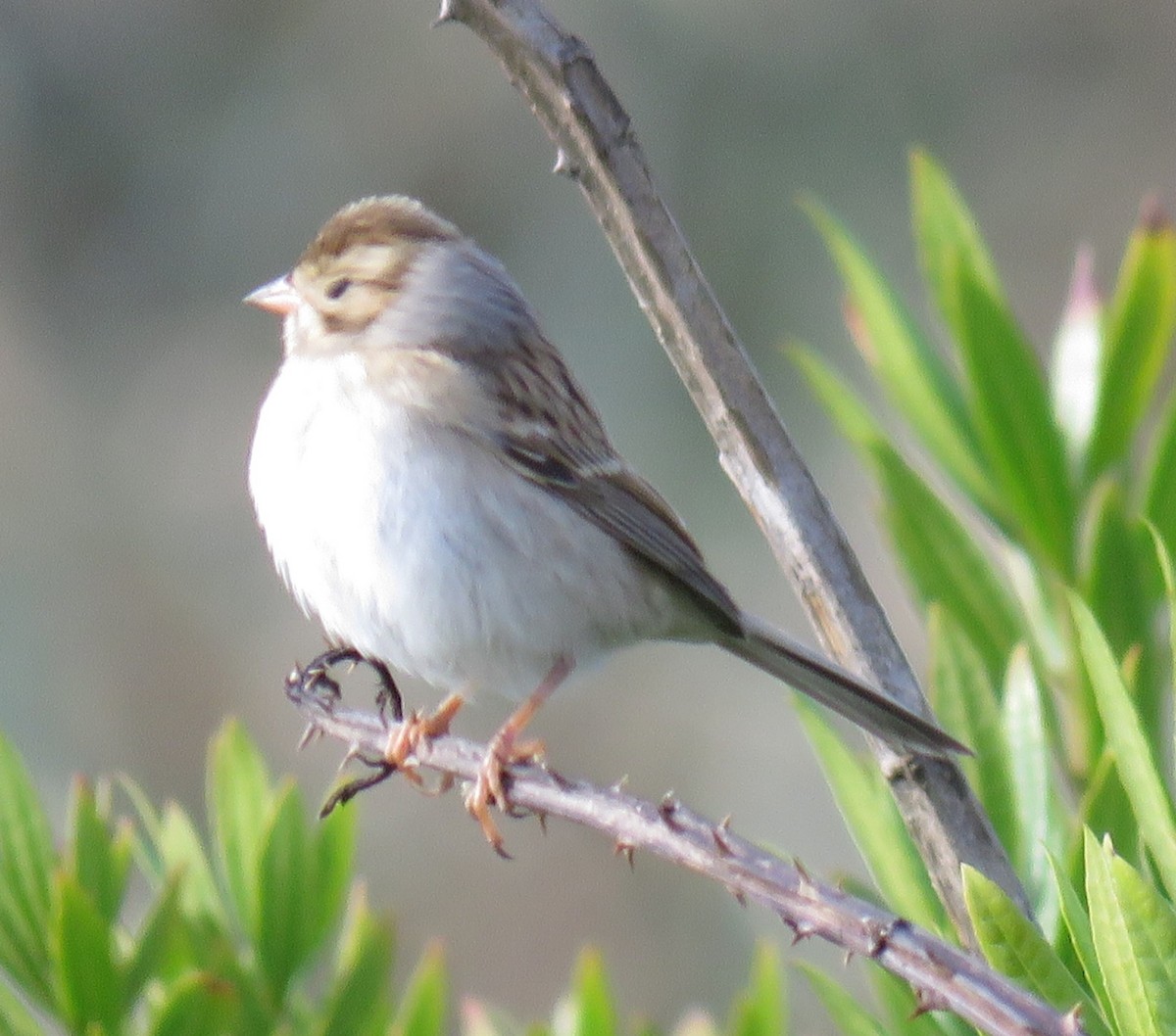 Clay-colored Sparrow - ML625554366