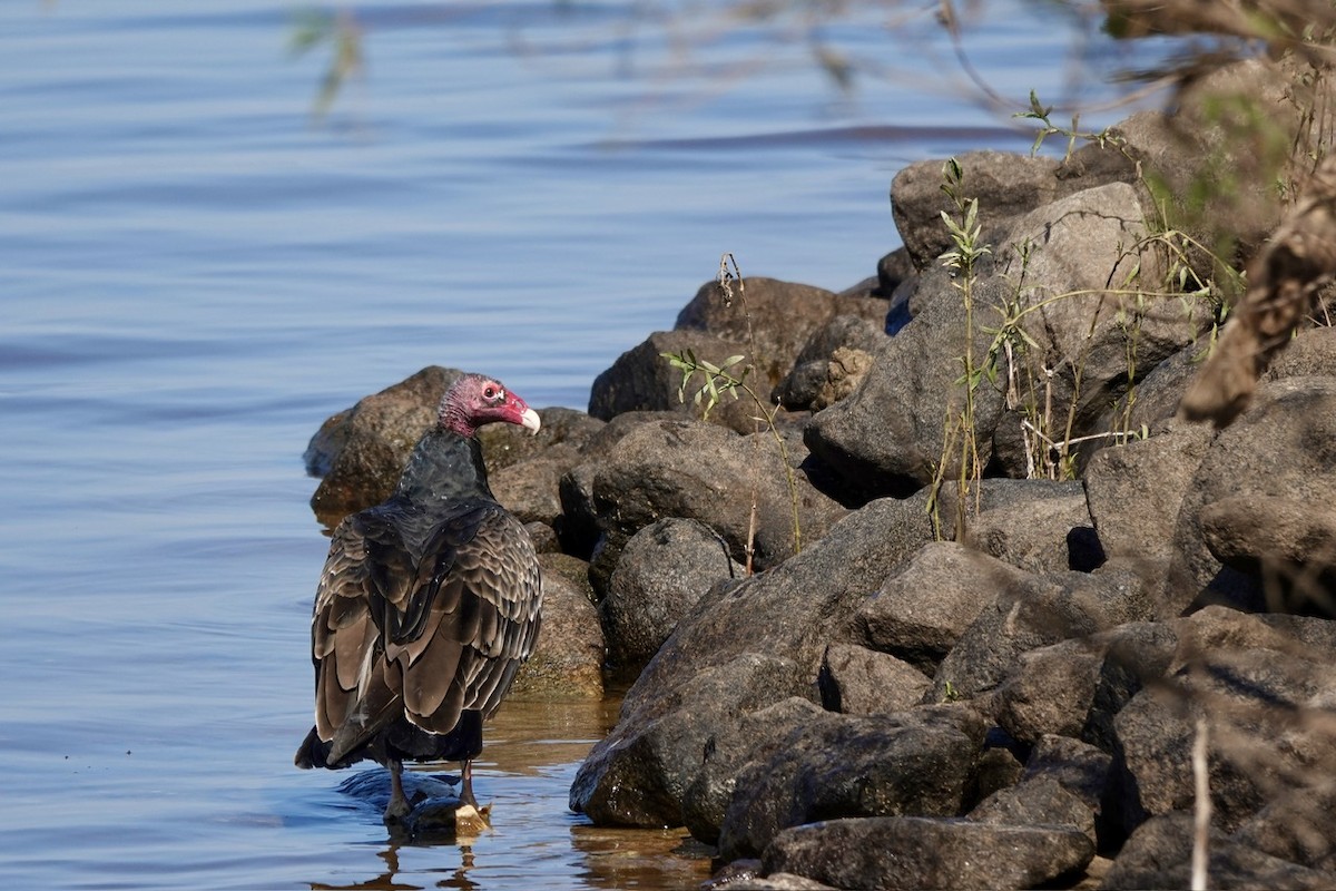 Turkey Vulture - ML625554455