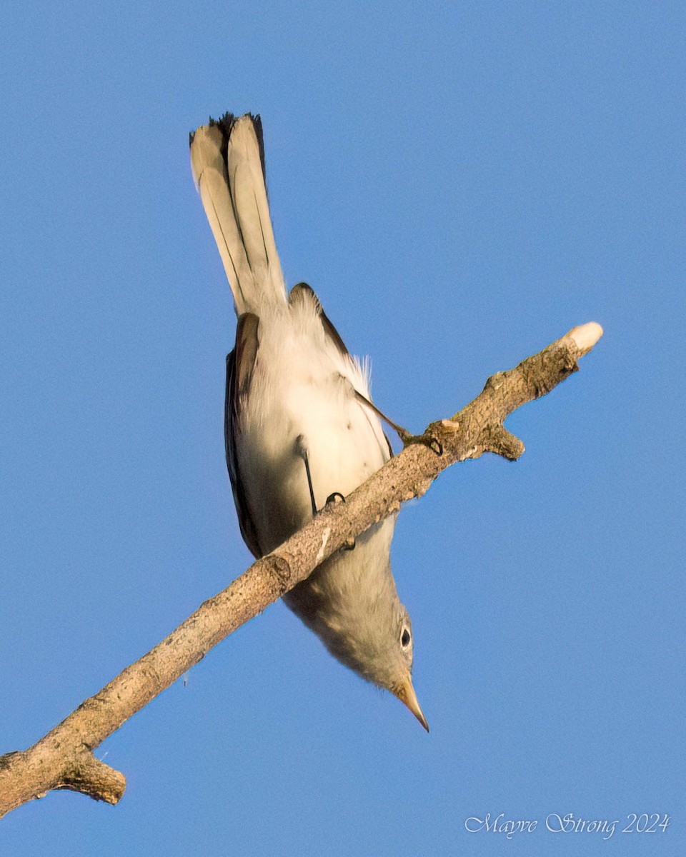 Blue-gray Gnatcatcher - Mayve Strong