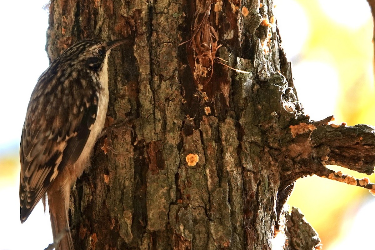 Brown Creeper - ML625554496