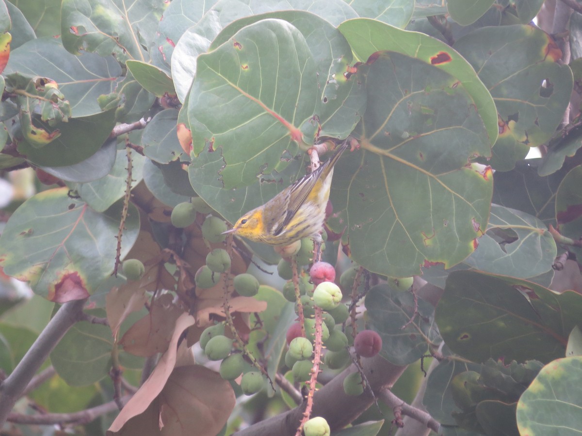 Cape May Warbler - Douglas Richard