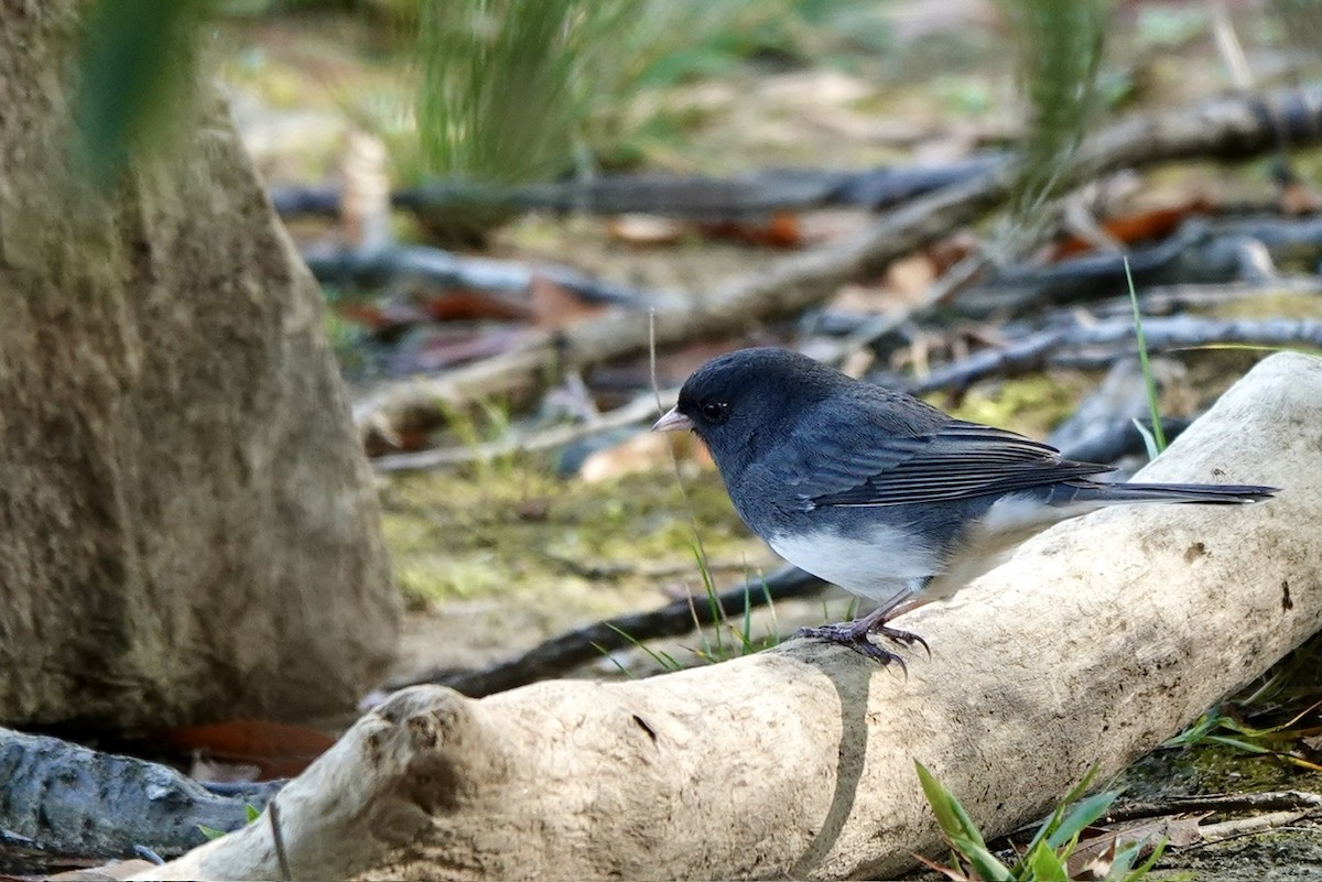 Dark-eyed Junco (Slate-colored) - ML625554511