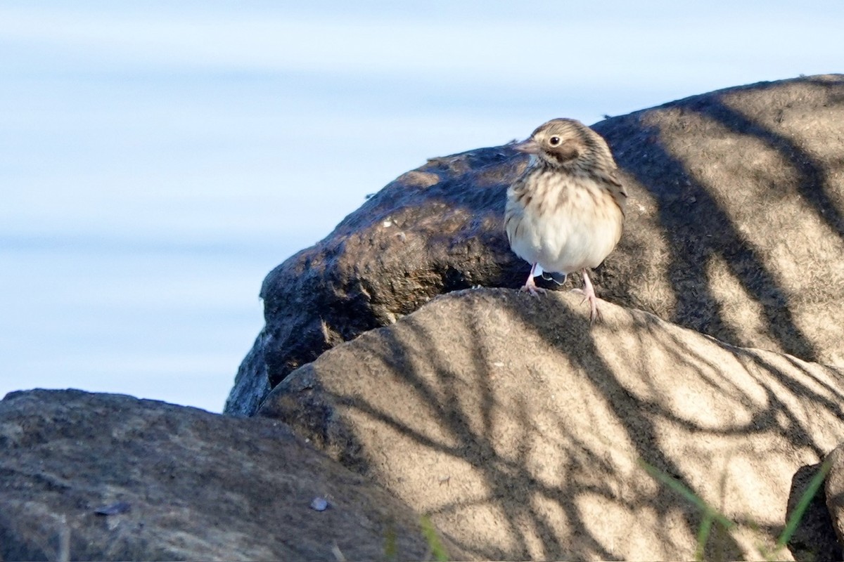 Vesper Sparrow - ML625554556