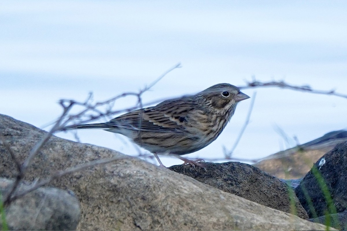 Vesper Sparrow - ML625554557