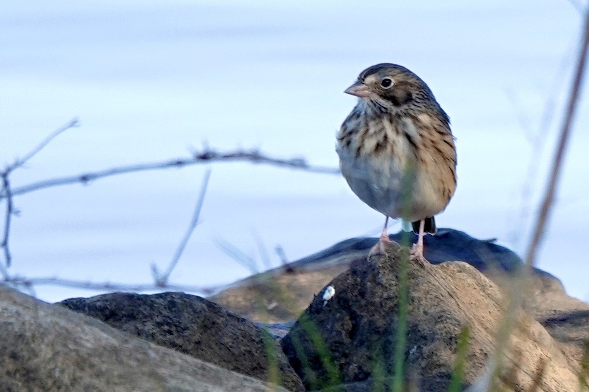 Vesper Sparrow - ML625554558