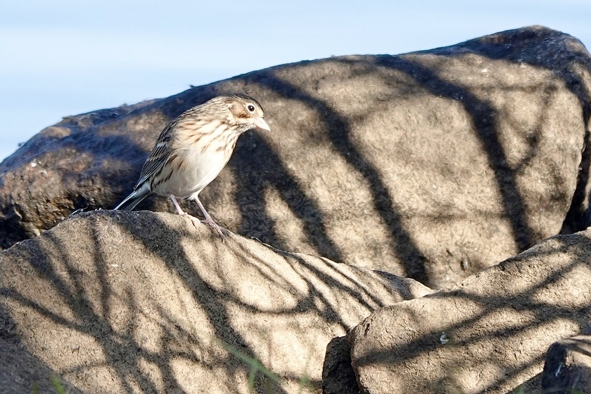 Vesper Sparrow - ML625554559