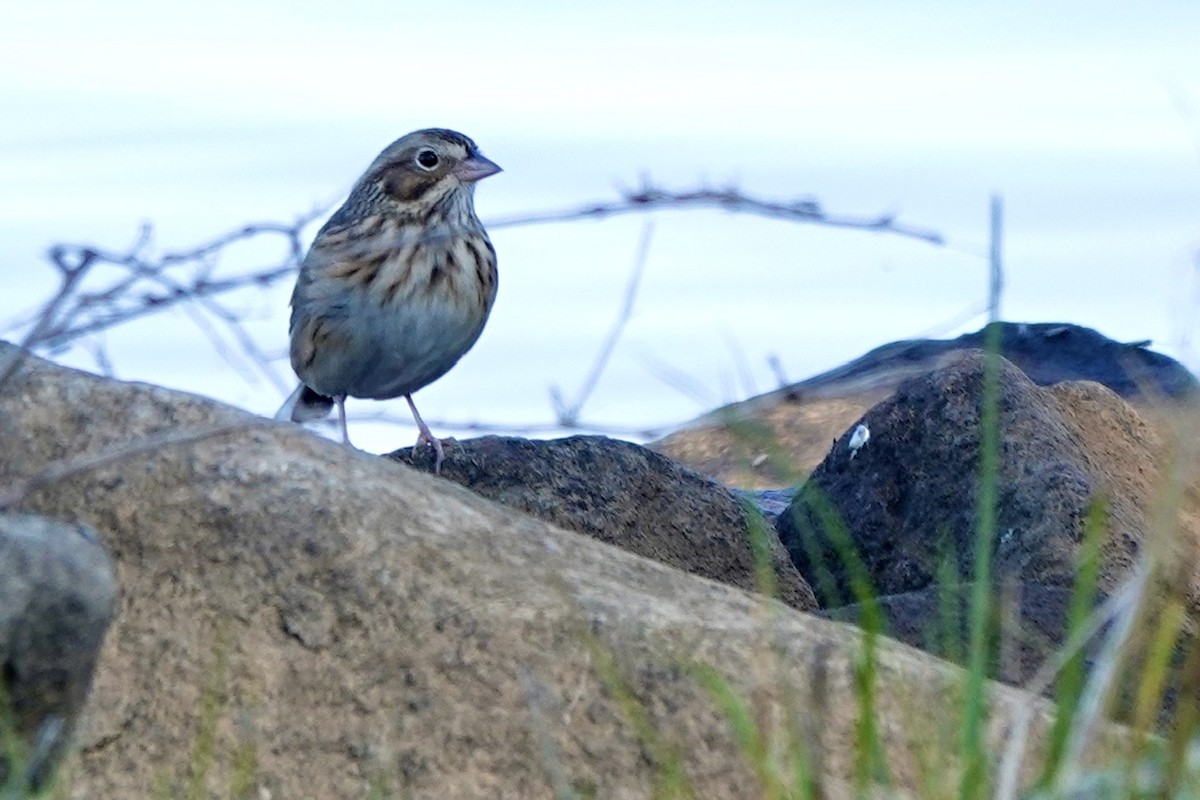 Vesper Sparrow - ML625554560