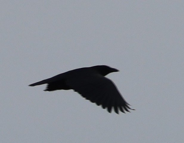 American Crow - burton balkind