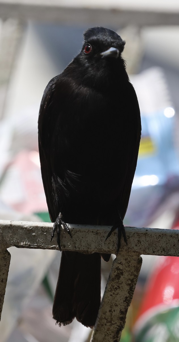 Caatinga Black-Tyrant - ML625554596