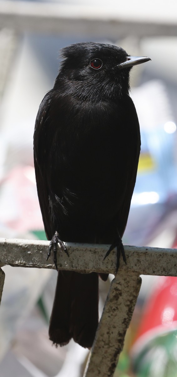 Caatinga Black-Tyrant - ML625554599