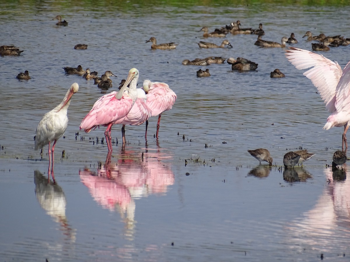 Roseate Spoonbill - ML625554728