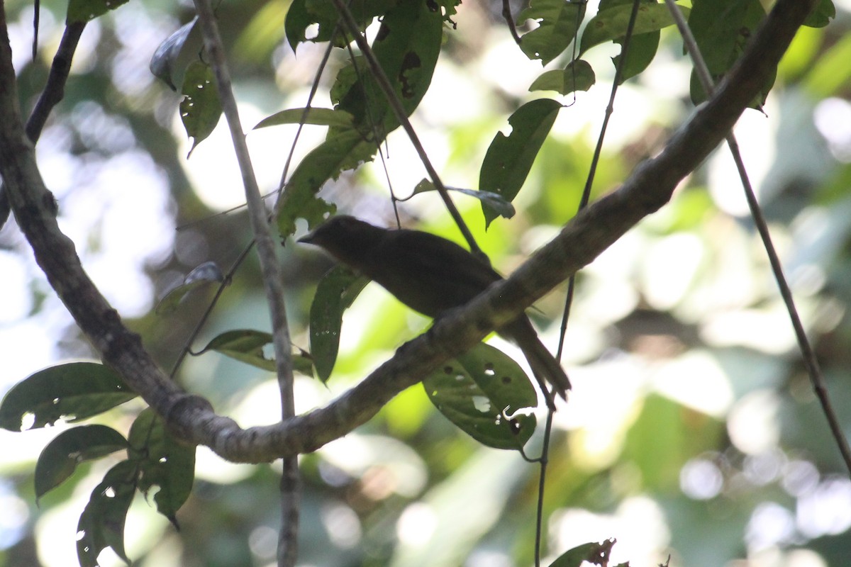 Brown-winged Schiffornis (Brown-winged) - ML625554736