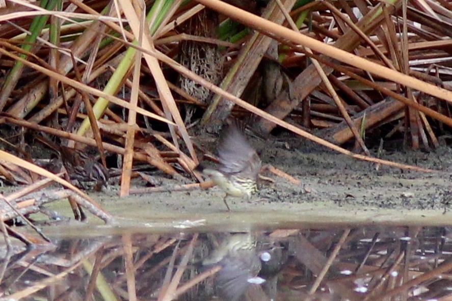 Northern Waterthrush - ML62555491