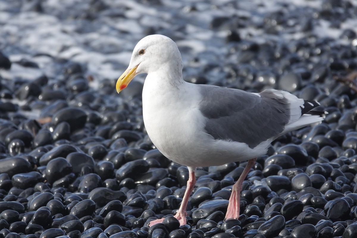 Gaviota Occidental - ML625554950