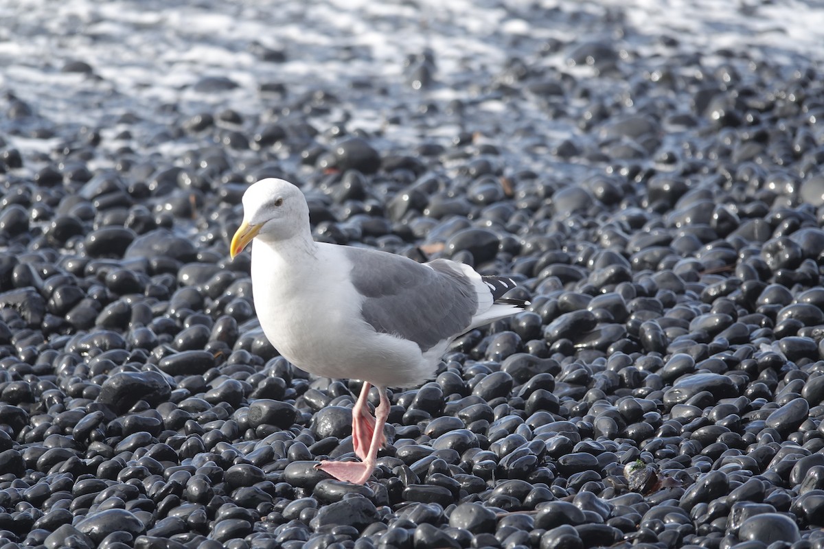 Gaviota Occidental - ML625554951