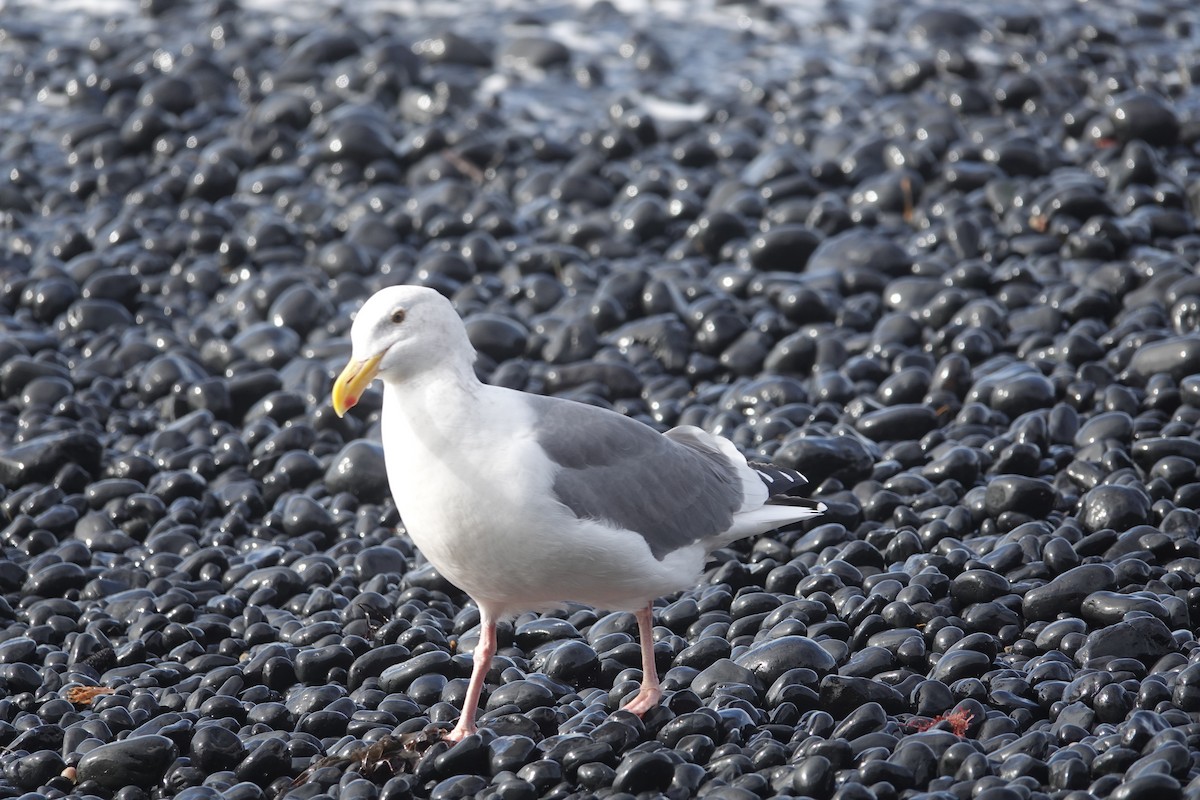 Gaviota Occidental - ML625554952