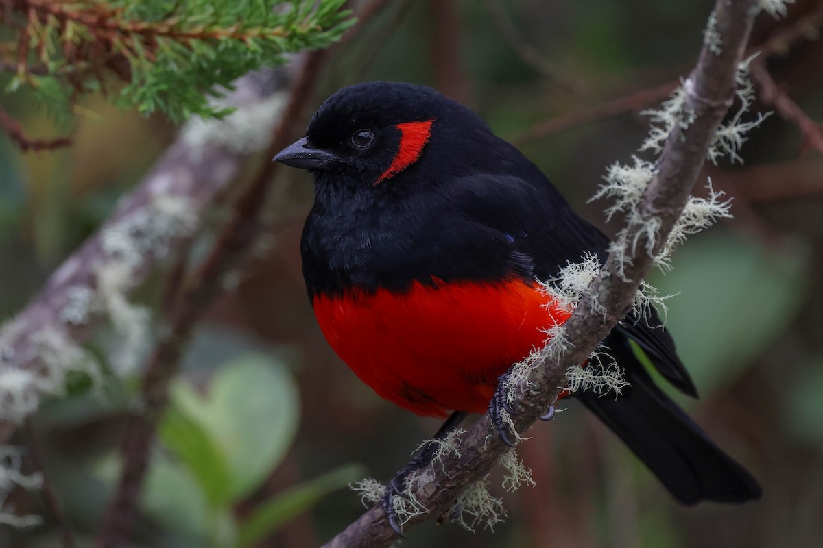 Scarlet-bellied Mountain Tanager - ML625554992