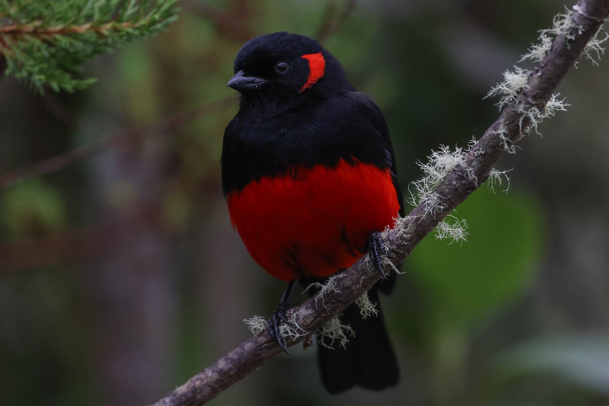 Scarlet-bellied Mountain Tanager - ML625554993