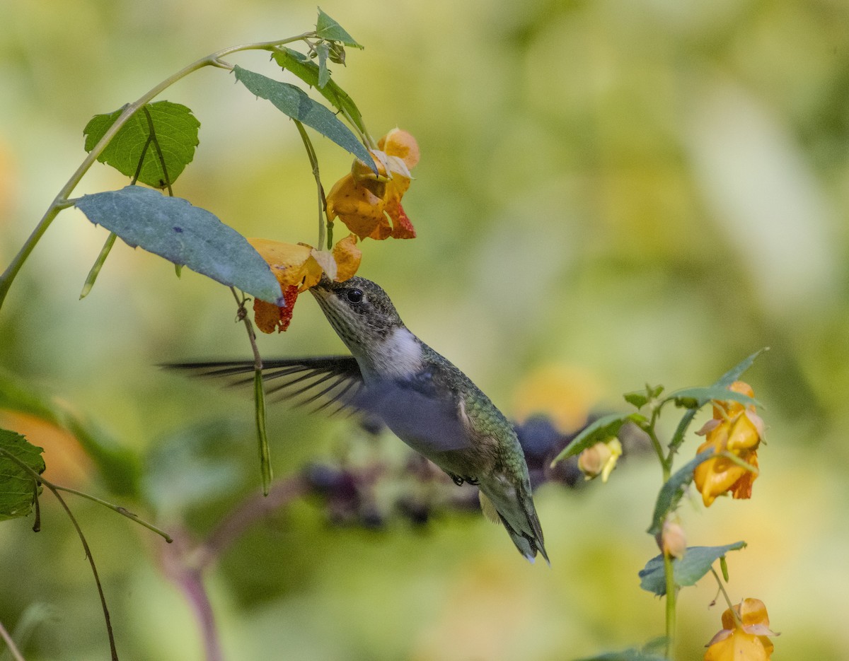 Ruby-throated Hummingbird - Russell Lamb