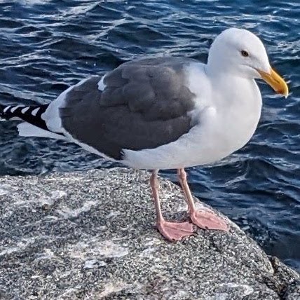 Western Gull - ML625555120