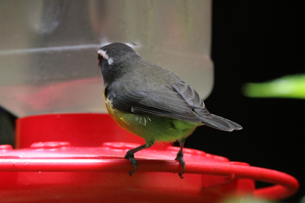 Bananaquit - Newt Wheeler