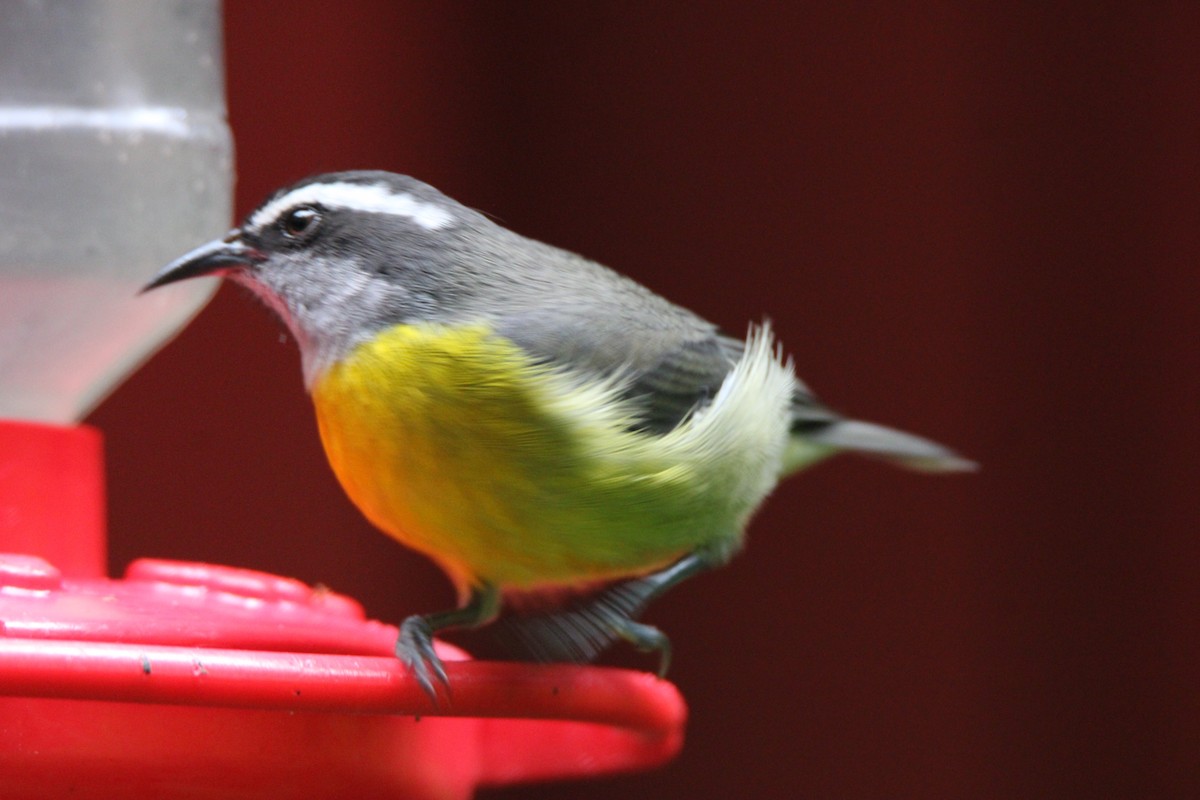 Bananaquit - ML625555128