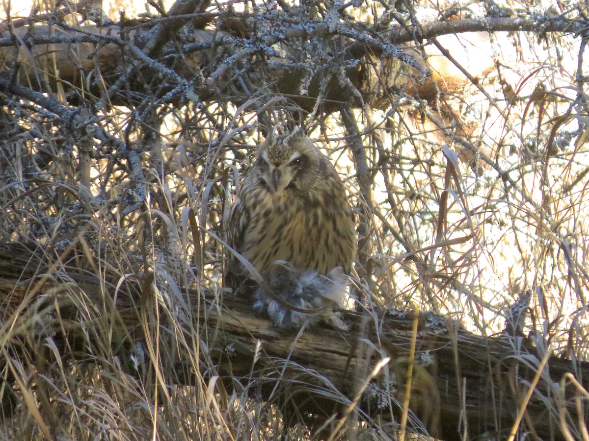 Short-eared Owl - Brandon Lentz