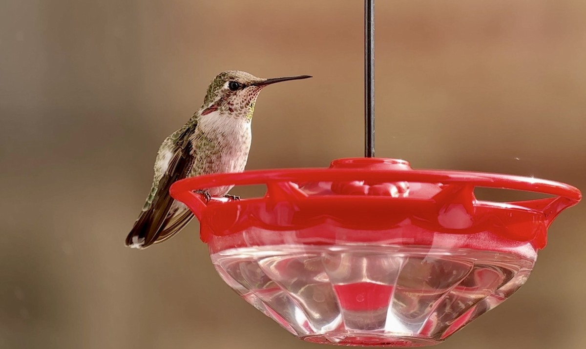 Anna's Hummingbird - Alex Eberts