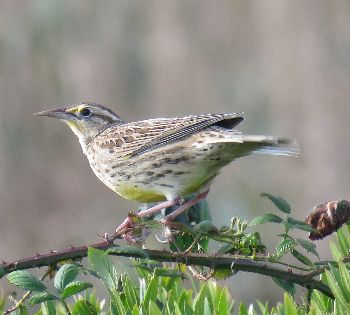 Western Meadowlark - ML625555211