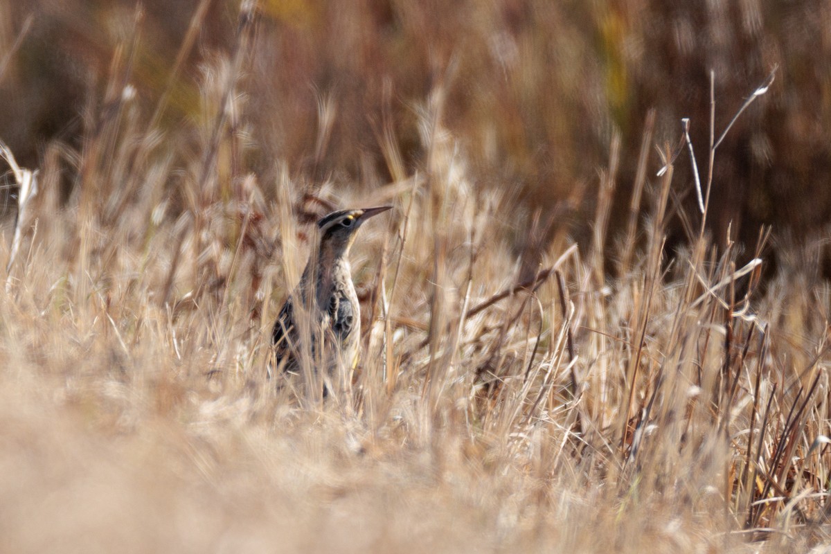 Sturnella meadowlark sp. - ML625555226