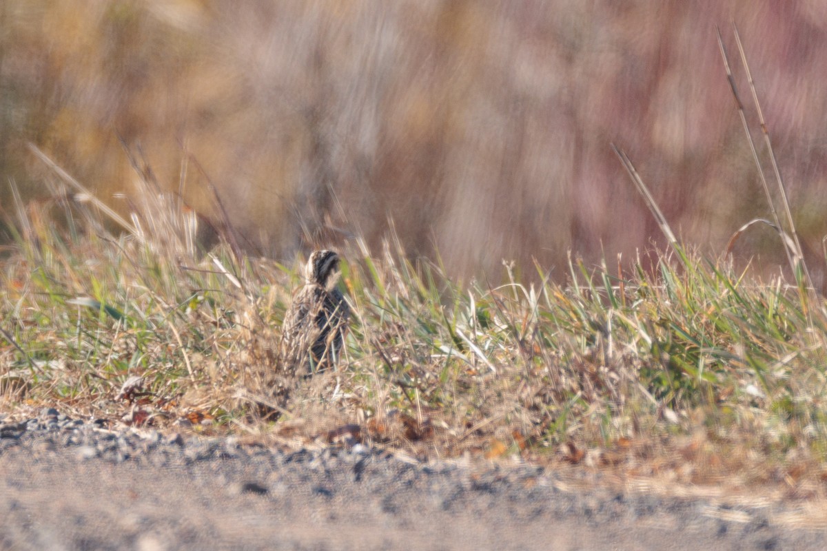 Sturnella meadowlark sp. - ML625555338