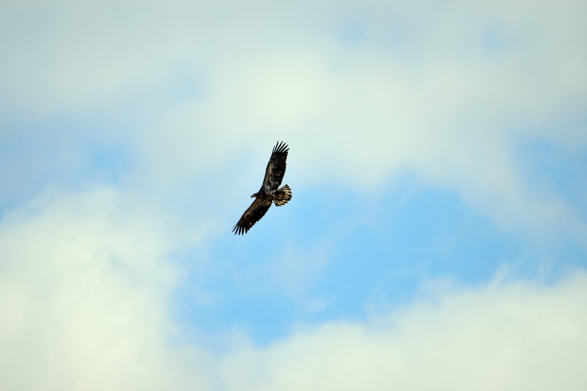 Bald Eagle - ML625555350