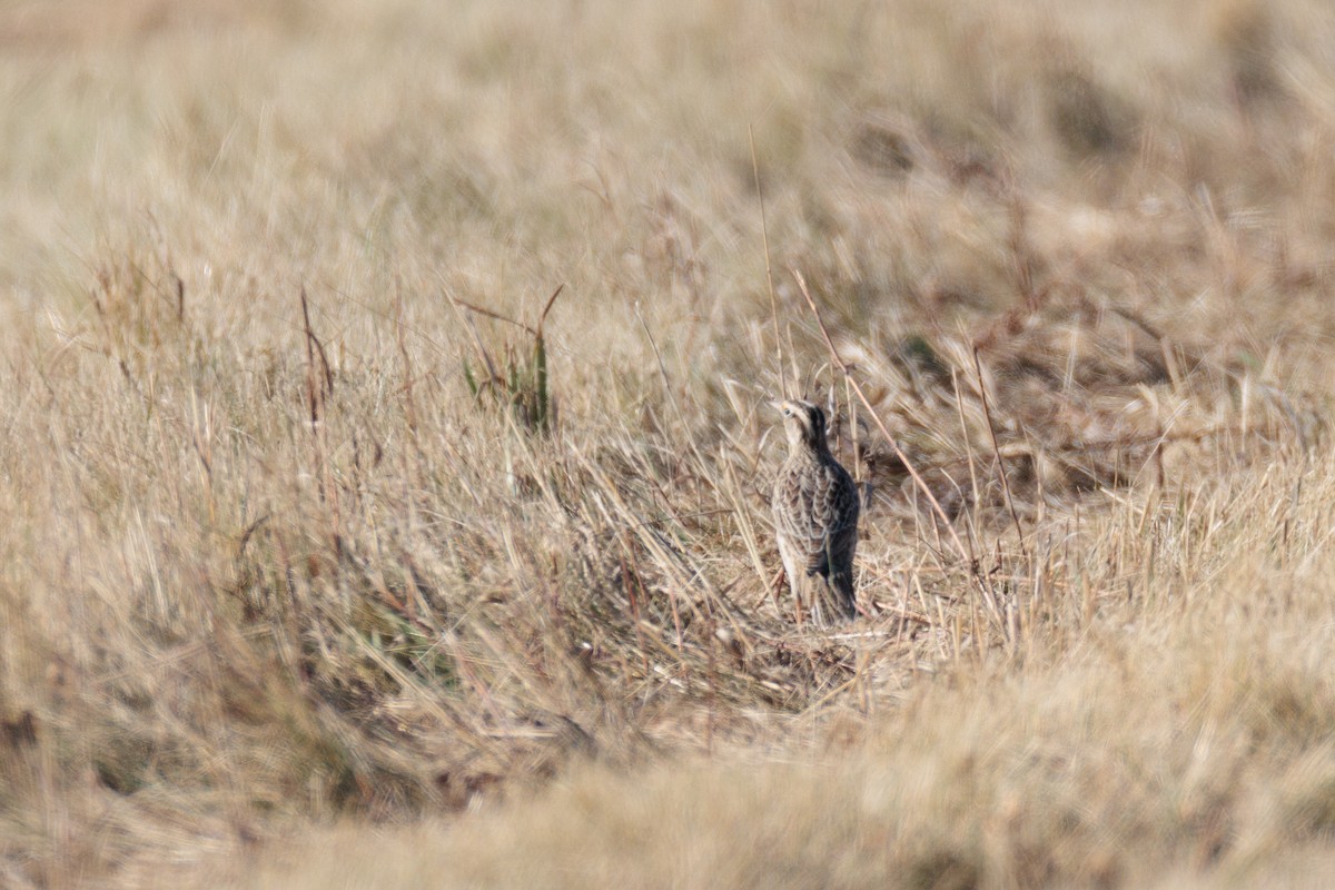 Sturnella meadowlark sp. - ML625555374