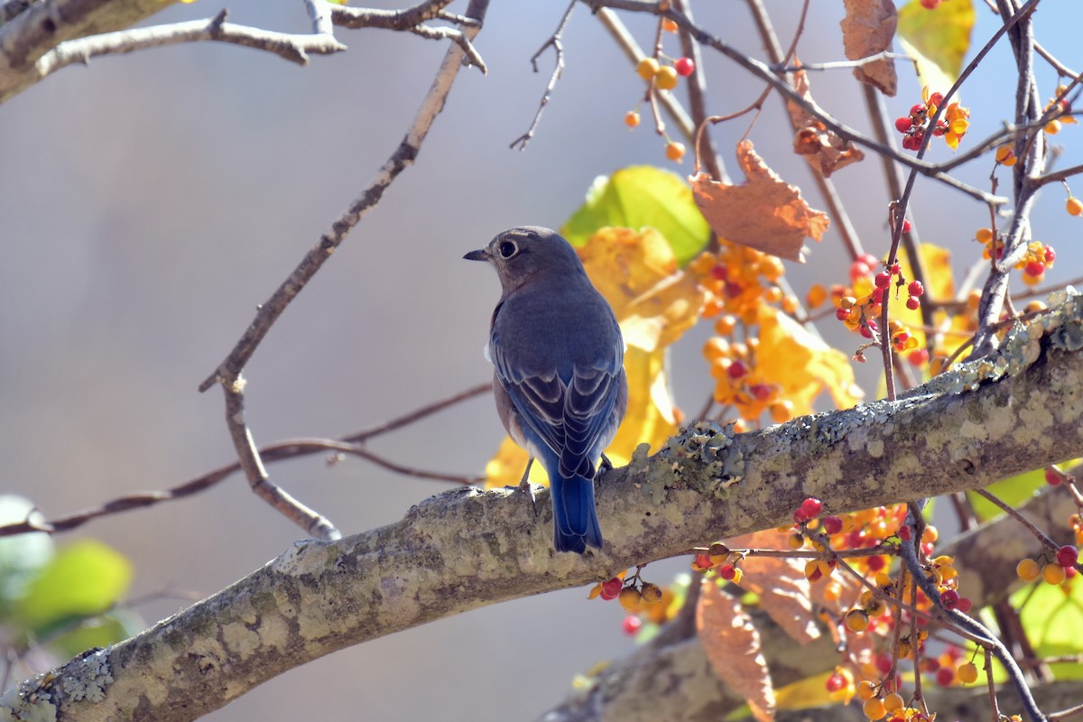 Eastern Bluebird - ML625555397