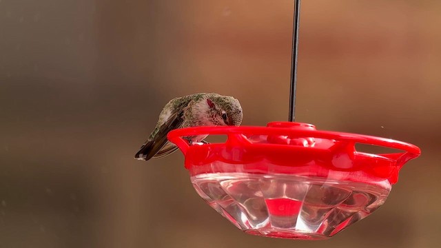 Anna's Hummingbird - ML625555399