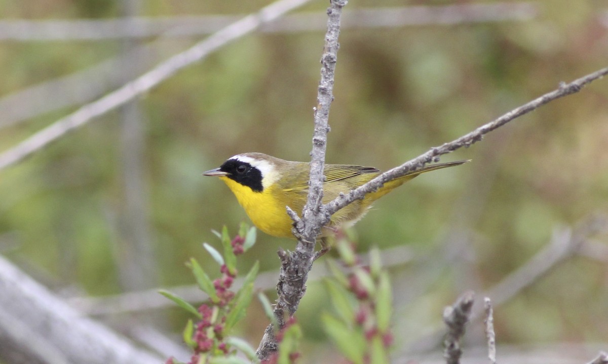 Common Yellowthroat - ML62555541