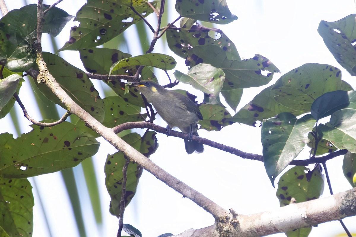 Yellow-gaped Honeyeater - ML625555430