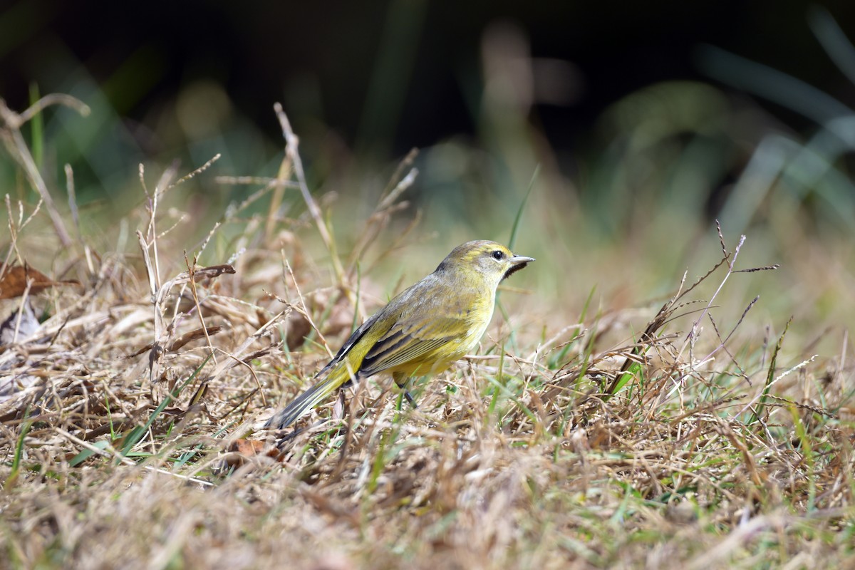 Palm Warbler - ML625555463