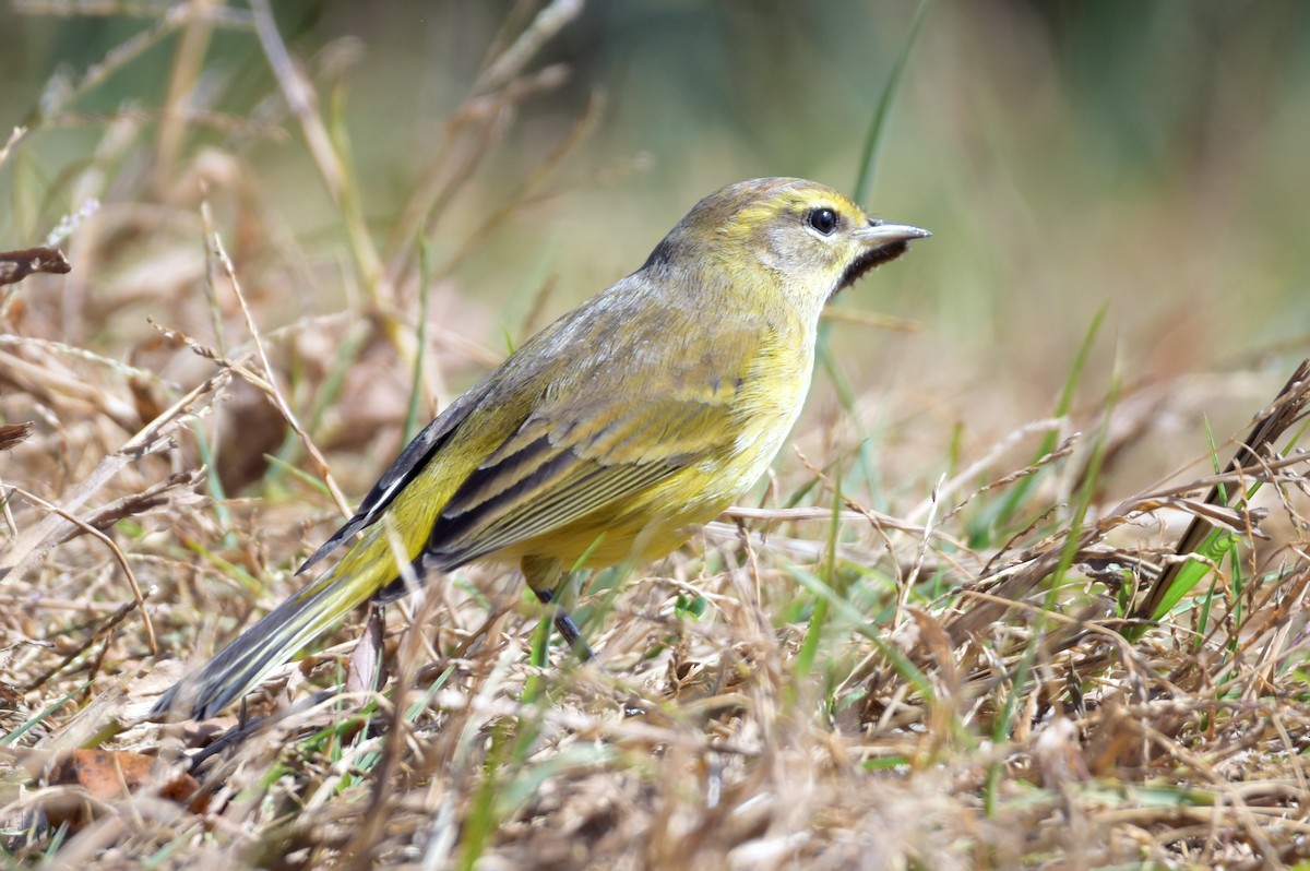 Palm Warbler - ML625555465