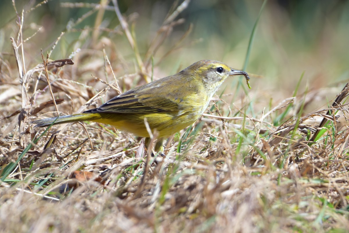 Palm Warbler - ML625555479