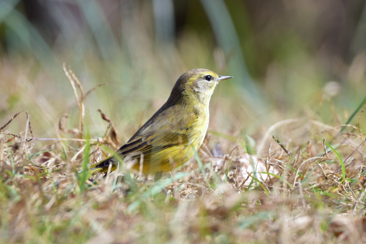 Palm Warbler - ML625555483